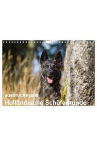 ausdrucksvolle Holländische Schäferhunde (Wandkalender 2024 DIN A4 quer), CALVENDO Monatskalender  - Beieindruckend und ausdrucksstark - Holländische Schäferhunde