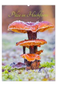 Pilze in Hochform (Wandkalender 2024 DIN A2 hoch), CALVENDO Monatskalender  - Pilze - Farbkleckse in Wald und Wiese
