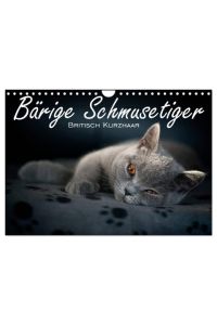 Bärige Schmusetiger - Britisch Kurzhaar (Wandkalender 2024 DIN A4 quer), CALVENDO Monatskalender  - Liebevolle Fotoserie von Britisch Kurzhaar Kätzchen