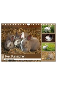 Rex - Kaninchen (Wandkalender 2024 DIN A4 quer), CALVENDO Monatskalender  - Niedliche Tieraufnahmen der Kaninchenrasse Rex begeistern nicht nur Kinderherzen!