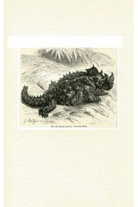 Moloch (Moloch horridus). Original-Holzstich von 1900
