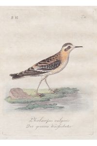 Phalaropus vulgaris / Der gemeine Wassertreter - Phalarope Wassertreter Vögel Vogel bird birds oiseaux Ornithology Ornithologie