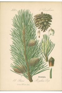 Chromolithographie: Zwergkiefer. Pinus Mughus Scop.   - Coniferae. Knieholz, Krummholz, Legföhre. Latschen in Hochbaiern und Tirol.