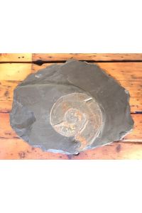 Hapoceras - großer Ammonit versteinert in Posidonienschiefer oder auch Schwäbischer Schiefer (Jura)