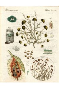 Schimmel. Pflanzen XLVIII. Original altkolorierter Kupferstich um 1800;Gemeiner Schimmel; Der Huthwerfer; Grüner Schimmel; Kugel-Schimmel; Mit Textblatt