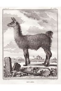 Le Lama - Kamele camels camel Kamel / Südamerika South America / Tiere animals