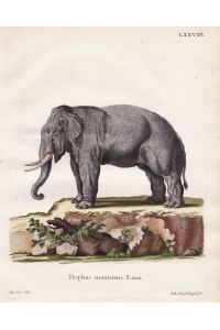 Elephas maximus Linn - Asiatischer Elefant Asian elephant Asiatic elephant