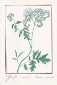 Phacelie Bipenne / Phacelia Bipinnatifida - Farnblatt-Phacelia purple phacelia / Botanik botany / Blume flower / Pflanze plant