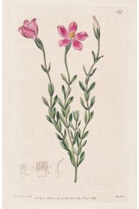 Chironia jasminoides - South Africa Südafrika / flowers Blume flower / Botanik botany botanical