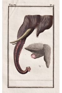 (Rüssel elephants trunk elephant Elefant) - Tiere animals animaux
