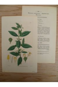 Morinda Jasminoides. Kolor. Kupferstich von Swan bei Curtis, Glazenwood, 1834. Ca. 19 x 12, 5 cm.