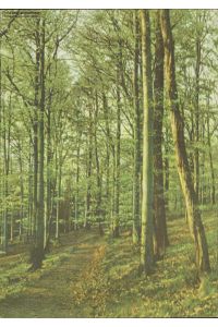 Landschaftsbild - Wald