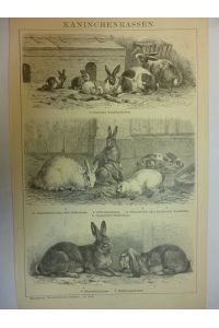 Orig. Holzstich - Kaninchen - Kaninchenrassen.
