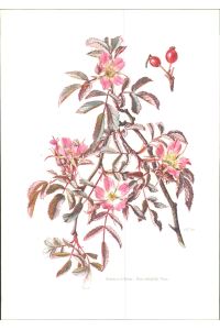 Druck. Rotblatt-Rose - Rosa rubrifolia Viel.   - Offset-Lithographie.