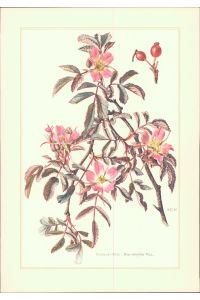 Sonderdruck. Rotblatt-Rose - Rosa rubrifolia Viel.   - Offset-Lithographie. Sonderdruck für die Freunde des Verlages.