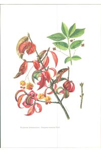 Druck. Warziger Spindelbaum - Euonymus verrucosus Scop.   - Offset-Lithographie.