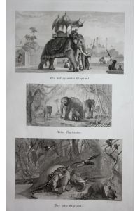 Ein aufgezäumter Elephant. / Wilde Elephanten. / Der todt Elephant.  - Elefant Elefanten elephant elephants steel engraving