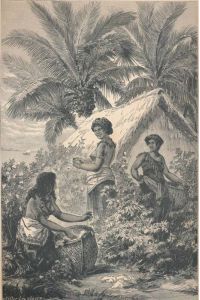 Frauen bei der Baumwollernte auf Samoa