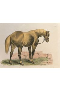 Pferdestudie, Farblithograhie um 1900