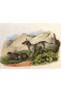 Der Jakal vom Senegal/ Le Chacal du Sénegal/ Arany Farkas/ Canis anthus, Naturgeschichte. Das Thierreich. 1. Classe. Saeugethiere, Tafel 81