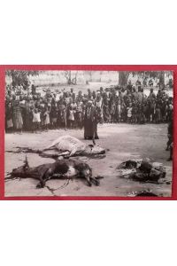 Original-Fotografie von Erich Bauer Opferszene von Rindern in Afrika (umseitig Stempel v. Erich Bauer Neureut)