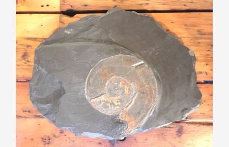 Hapoceras - großer Ammonit versteinert in Posidonienschiefer oder auch Schwäbischer Schiefer (Jura)