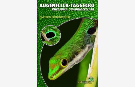 Der Augenfleck-Taggecko: Phelsuma quadriocellata