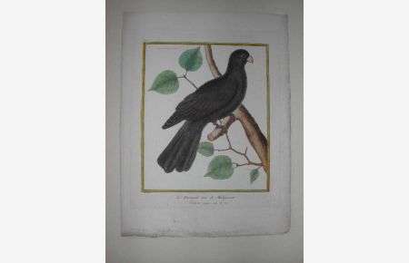 Le Perroquet noir de Madagascar. Kolorierter Kupferstich um 1765/70