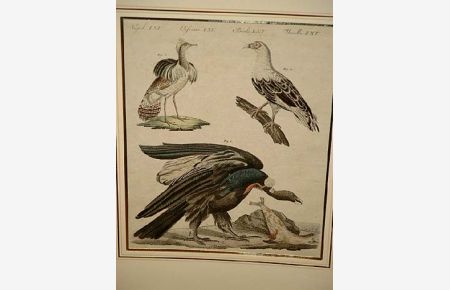 Geier: Altkolorierter Kupferstich aus dem  Bilderbuch für Kinder  mit 3 Vögeln auf einem Blatt sowie dem Textblatt, um 1800.