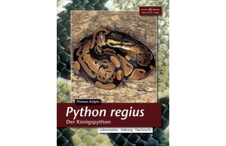 Python Regius. Der Königspython