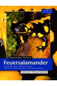 Feuersalamander  - Salamandra algira, Salamandra corsica, Salamandra infraimmaculata, Salamandra salamandra
