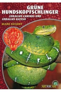 Grüne Hundskopfschlinger  - Corallus caninus und Corallus batesii