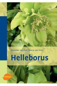 Helleborus  - Helleborus, Winterroos
