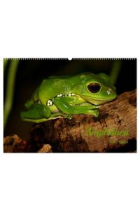 Amphibien (Wandkalender 2024 DIN A2 quer), CALVENDO Monatskalender  - Amphibien aus fernen Ländern