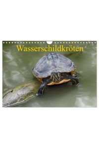 Wasserschildkröten (Wandkalender 2024 DIN A4 quer), CALVENDO Monatskalender  - Die europäische Sumpfschildkröte als auch die eingeführte Rotwangen-Schmuckschildkröte leben mittlerweile nebeneinander in freier Natur in Europa