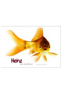 Heinz ¿ Der Goldfisch (Wandkalender 2024 DIN A3 quer), CALVENDO Monatskalender  - Das älteste, bekannteste und weltweit am meisten verbreitete Haustier, hier kommt Heinz der Goldfisch.