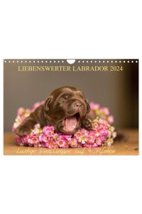 Liebenswerter Labrador 2024 (Wandkalender 2024 DIN A4 quer), CALVENDO Monatskalender  - Lustige Knallköppe auf 4 Pfoten