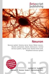 Neuron - Nervous system, Sensory nerve, Sense, Motor neuron, Muscle contraction, Gland, Interneuron, Central nervous system, Spinal cord, Ventral nerve cord, Peripheral nervous system