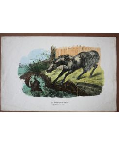 Die Stute und ihr Follen, Pferd, altkolorierte Kreidelithographie um 1830, Das Fohlen ist durch einen Bretterzaun ins Wasser gestürzt und die aufgeregte Stute versucht zu helfen, Blattgröße: 24, 7 x 38 cm, reine Bildgröße: 19, 5 x 28, 5 cm.