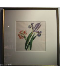 Zeichnung, Aquarell, Gouache auf Papier: Nelke und Schwertlilie.