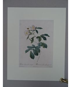 Rosa Alpina flore variegato. Rosier des Alpes à fleurs panachées. Kolorierter Kupferstich in Punktiermanier aus: Les Roses, Paris, 1824. 35 x 25, 5 cm.