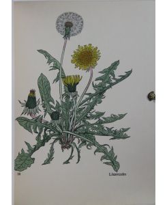 Das Blumenbuch. 3 Teile in einem Band. 250 Tafeln mit handkolorierten Blumenbildern.