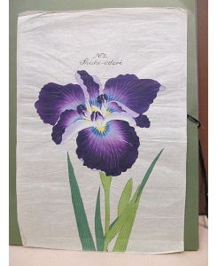 Iris Kaempferi: Shishi-odori. Original-Aquarell auf Japanpapier – offenbar als Vorlage für die Yokohoma Nursery School Co. , Ltd. für deren Mappenwerke zur Japanischen Iris.