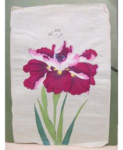 Iris Kaempferi: Ho-o-jo. Original-Aquarell auf Japanpapier – offenbar als Vorlage für die Yokohoma Nursery School Co. , Ltd. für deren Mappenwerke zur Japanischen Iris