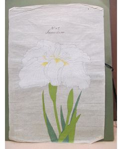 Iris Kaempferi: Samidare. Original-Aquarell auf Japanpapier – offenbar als Vorlage für die Yokohoma Nursery School Co. , Ltd. für deren Mappenwerke zur Japanischen Iris.