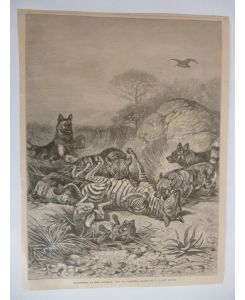 Orig. Holzstich: Hyänenhunde, ein Zebra zerreißend.   - Nach einer Originalskizze gezeichnet von A. Specht.