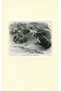 Moorfrosch (Rana arvalis). Original-Holzstich von 1900