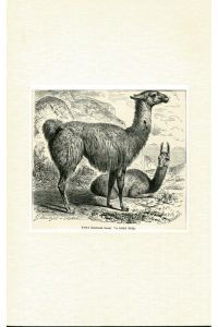 Lama (Auchenia lama). Paarzeher