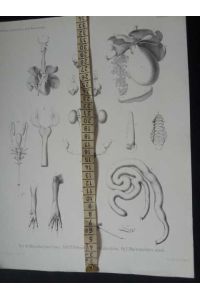 Sciurus flavuvittis - Graphik aus Naturwissenschaftliche Reise nach Mossambique auf Befehl seiner Majestät des Königs Friedrich Wilhelm IV