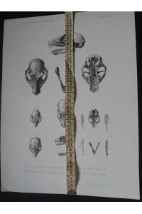 Sciurus flavuvittis - Graphik aus Naturwissenschaftliche Reise nach Mossambique auf Befehl seiner Majestät des Königs Friedrich Wilhelm IV